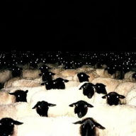 наивные овечки